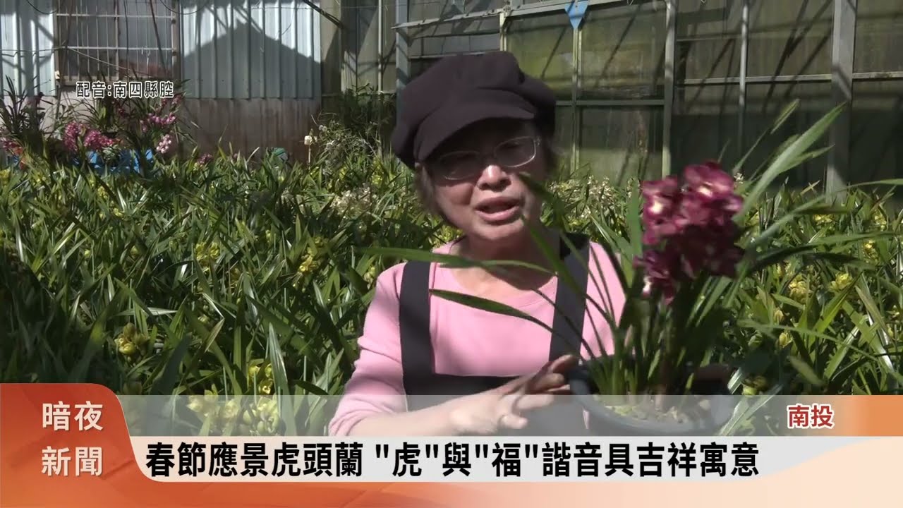 魚池鄉盛產虎頭蘭 公所助行銷讓花農好過年【客家新聞20250205】