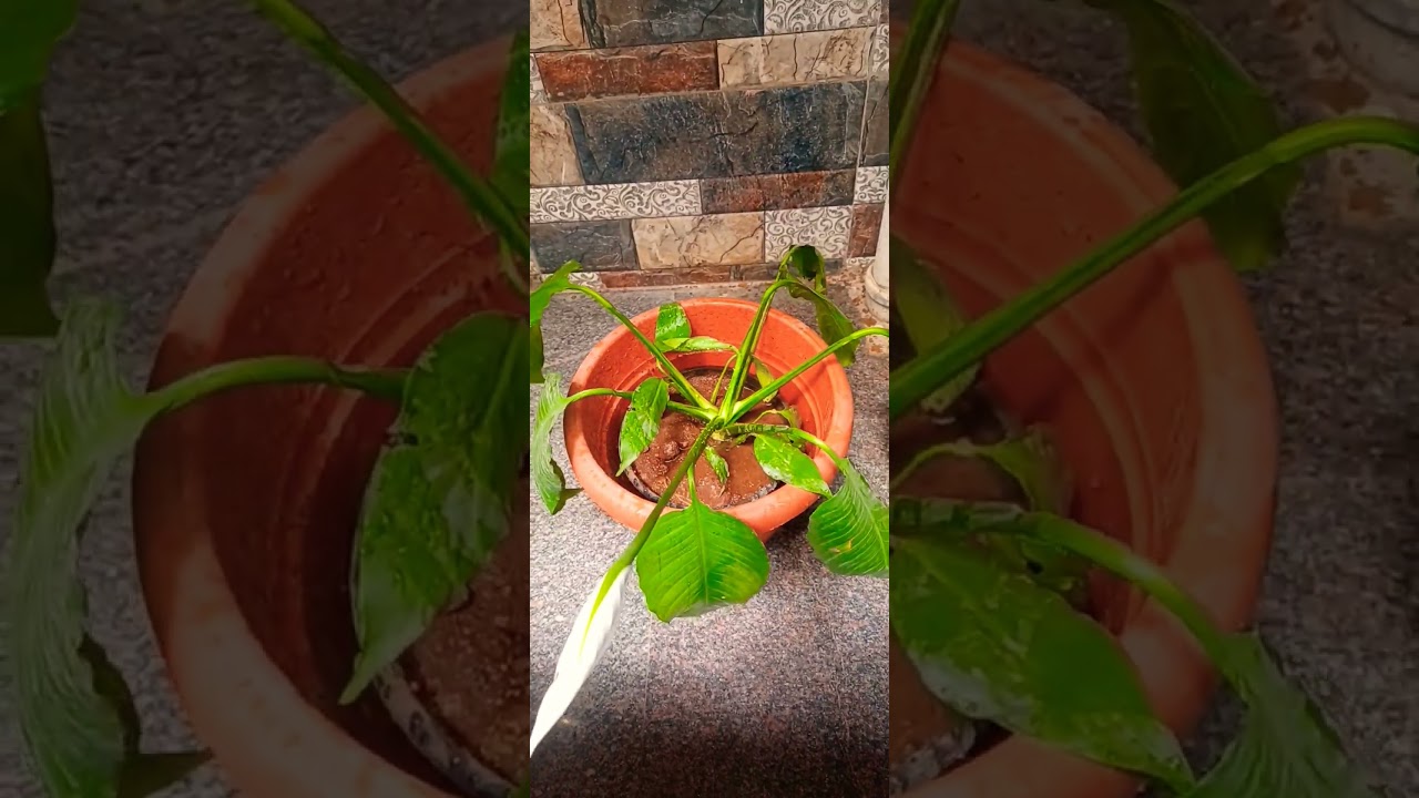 #dontbuythis#plant#telugufeed#ytshorts