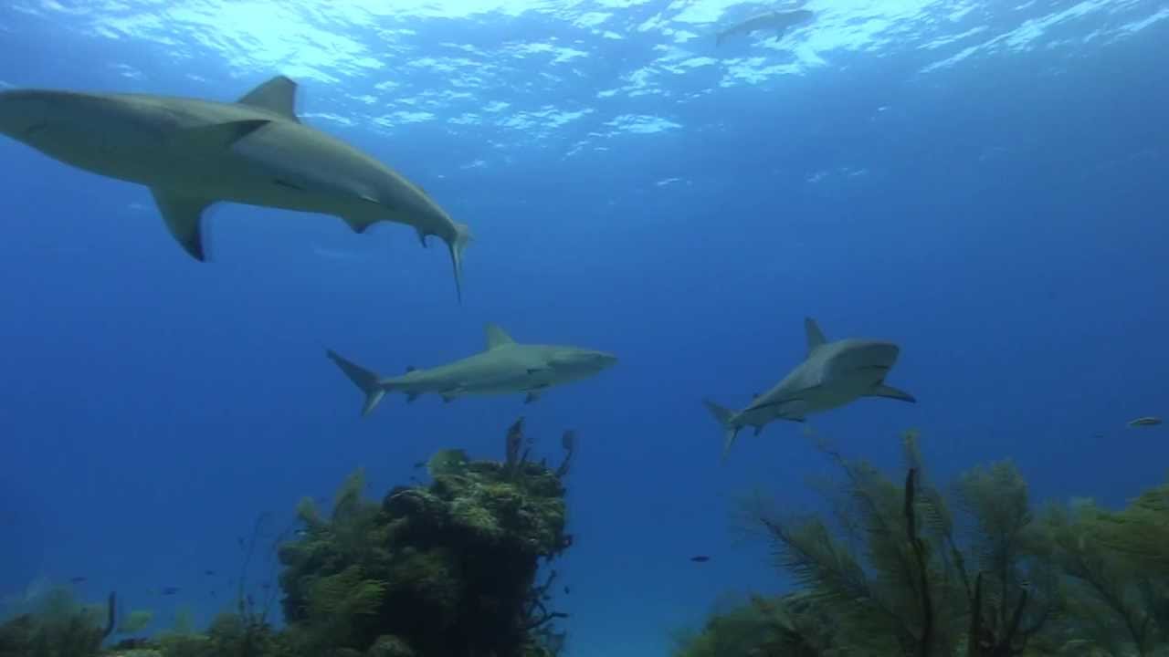 Bahamian Beauties