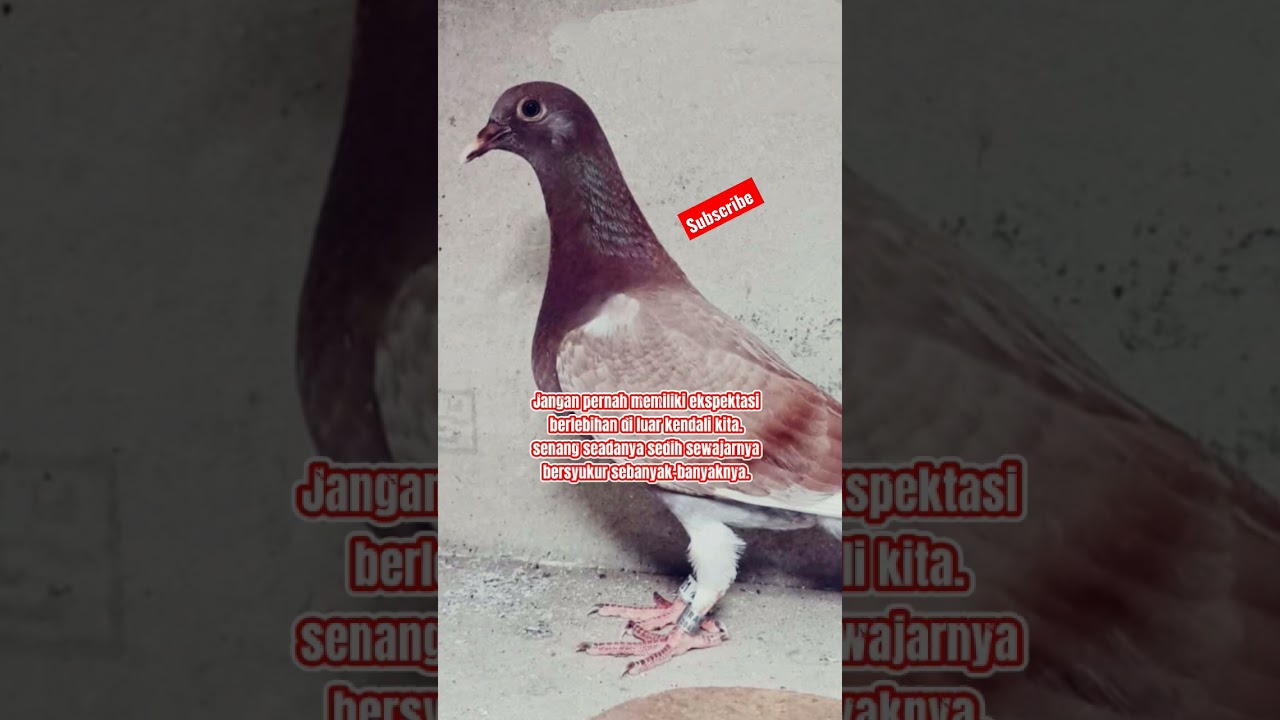 #merpatiku #ppmbsi #merpatipasar