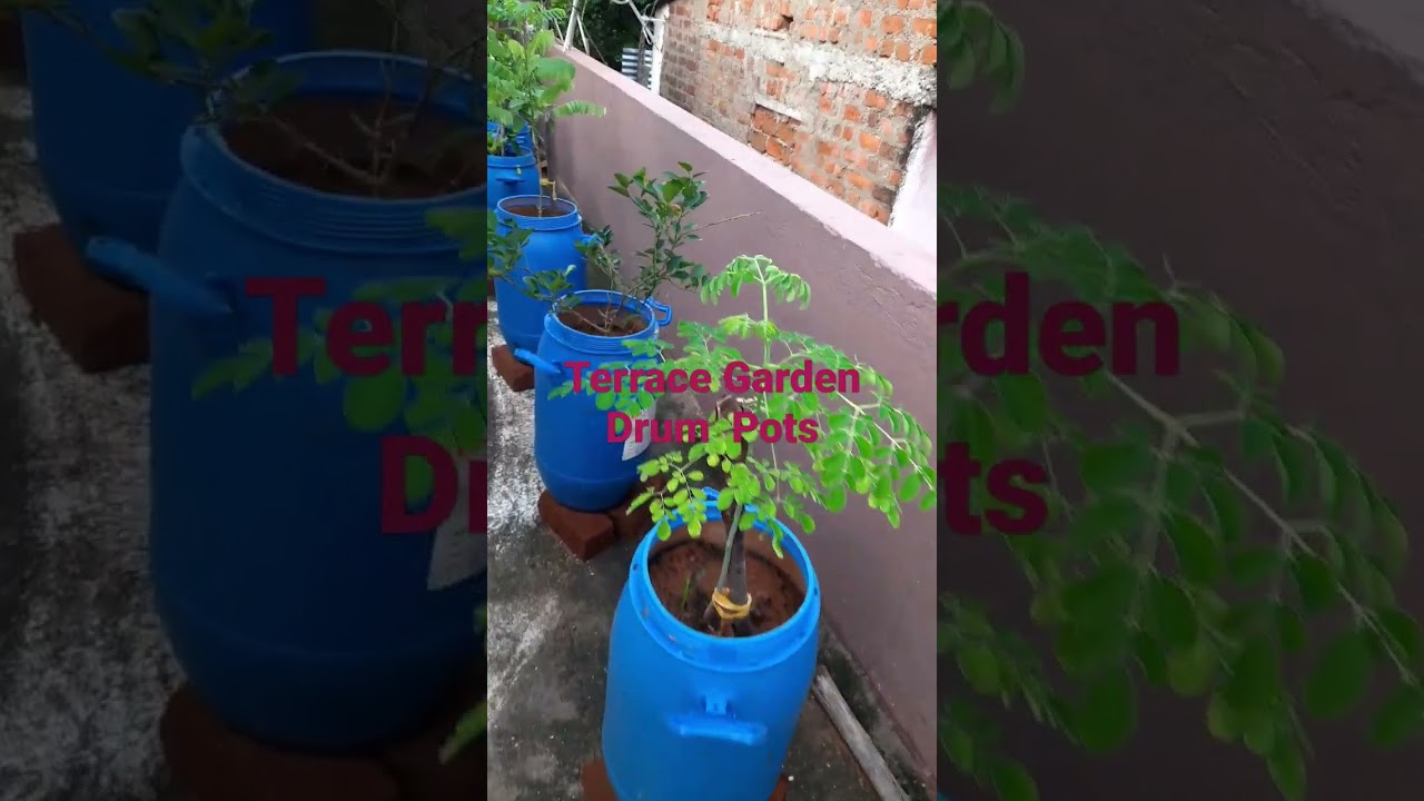 Terrace Garden Drum Pots