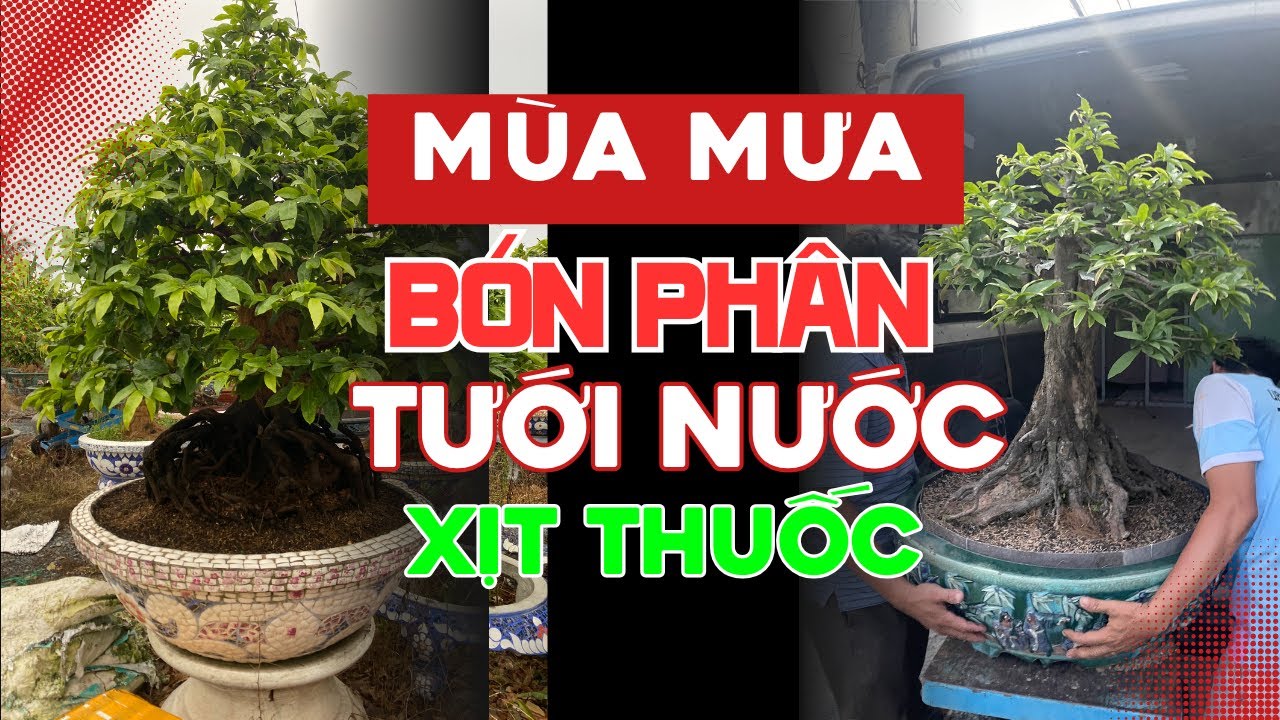 Mùa mưa nhiều thì Tưới nước, Bón phân, Xịt thuốc cho Cây mai vàng như thế nào là hợp lý?