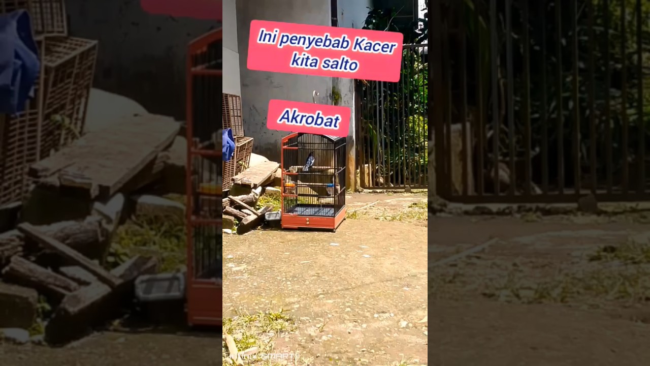 faktor penyebab Kacer jadi salto #shortvideo  #garagarakacersalto