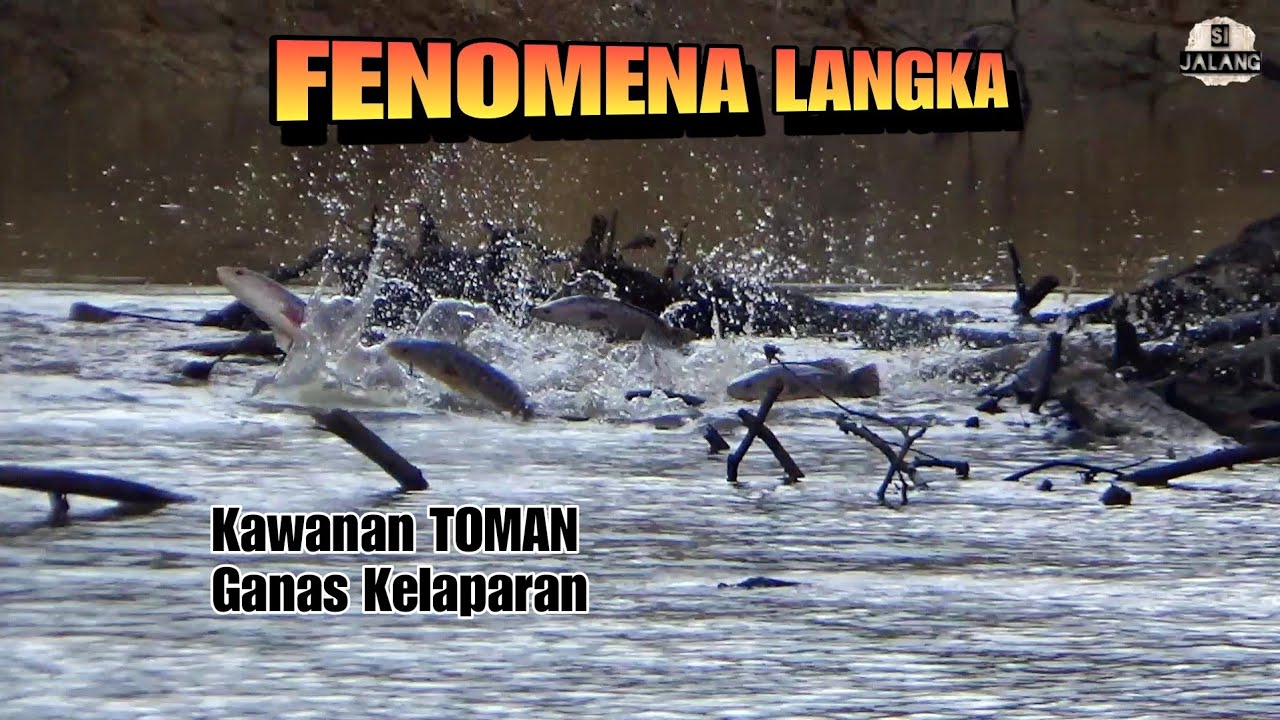 Kawanan Toman Kelaparan, Lempar Sandal Jepit Pun Mungkin Akan Di Sambar