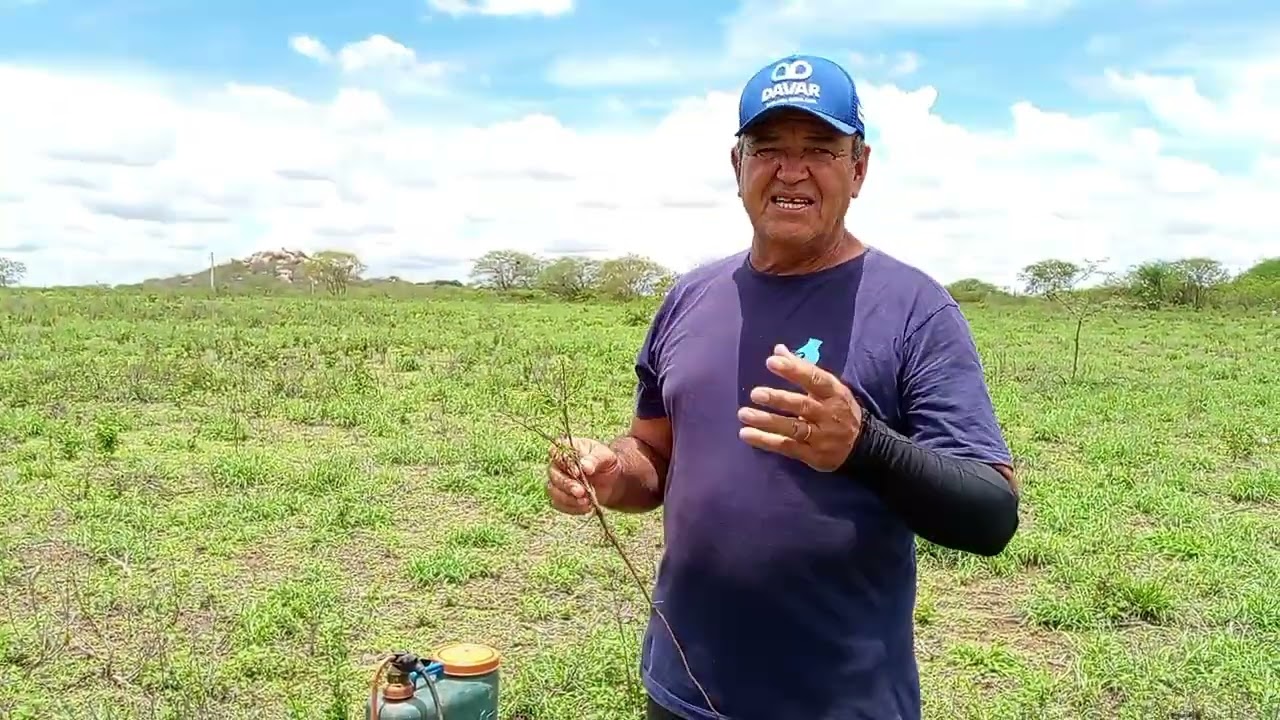 Raízes definem o futuro 