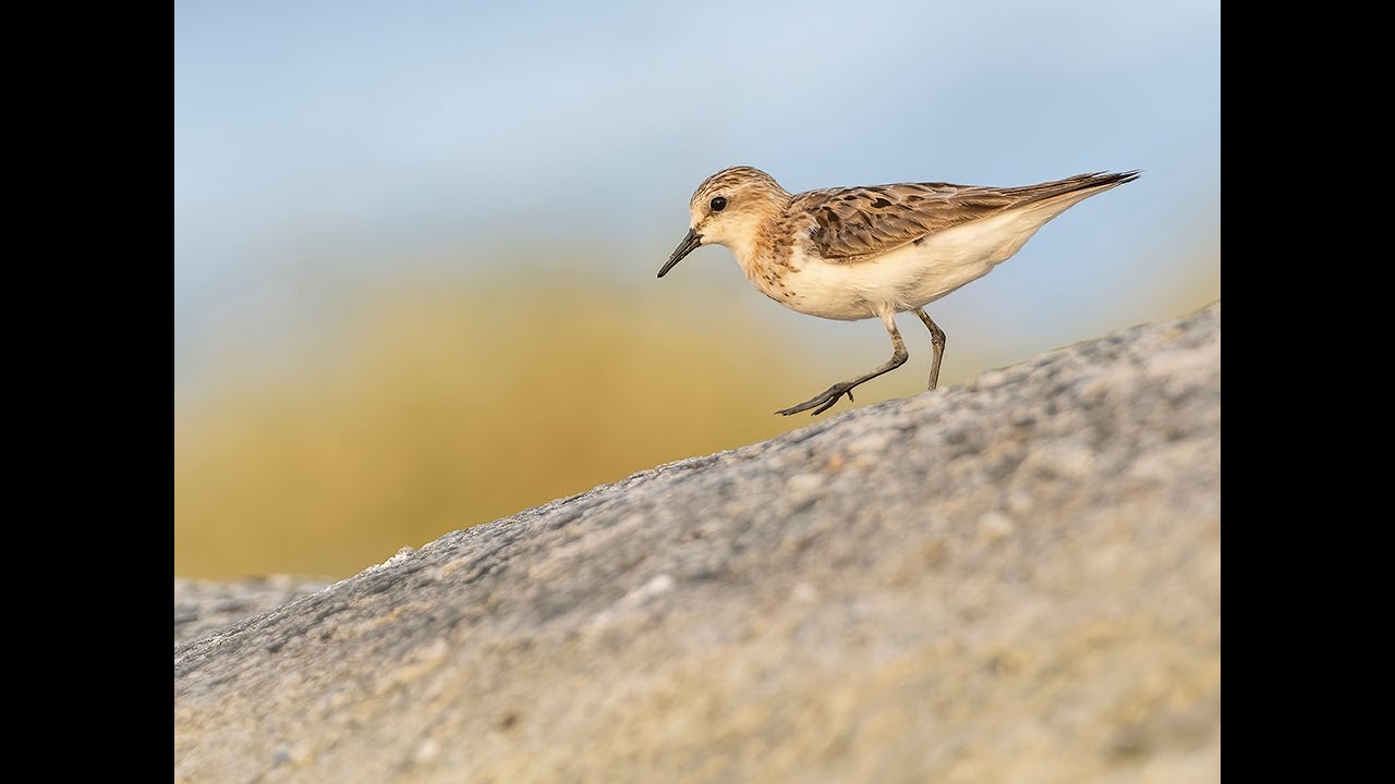 Pro tips for photographing shorebirds.