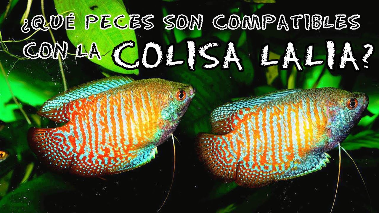 PECES COMPATIBLES con la COLISA LALIA (GURAMI ENANO)