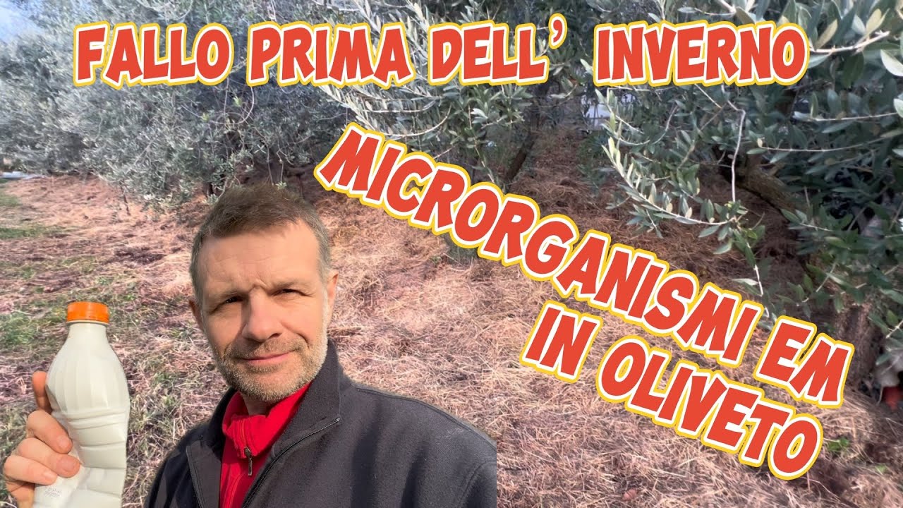 Uso di microrganismi EM e pacciamatura sotto gli olivi.