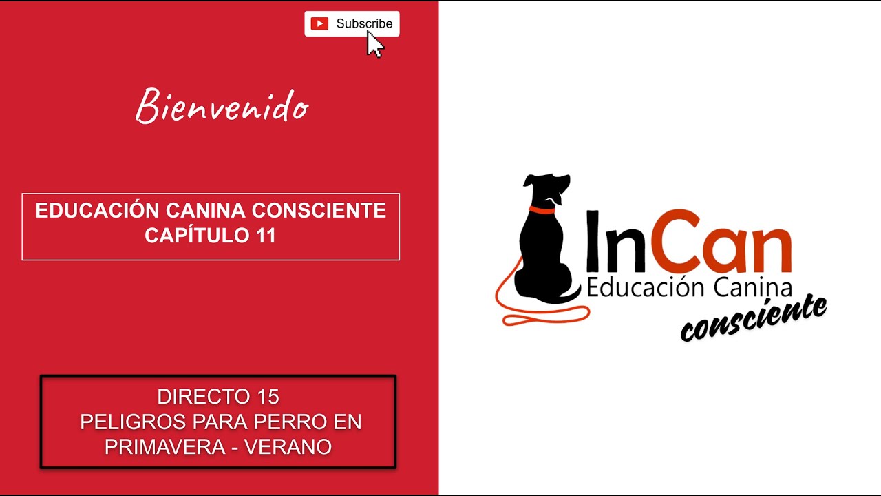 Peligros para perros en primavera verano. Educaci&oacute;n canina consciente