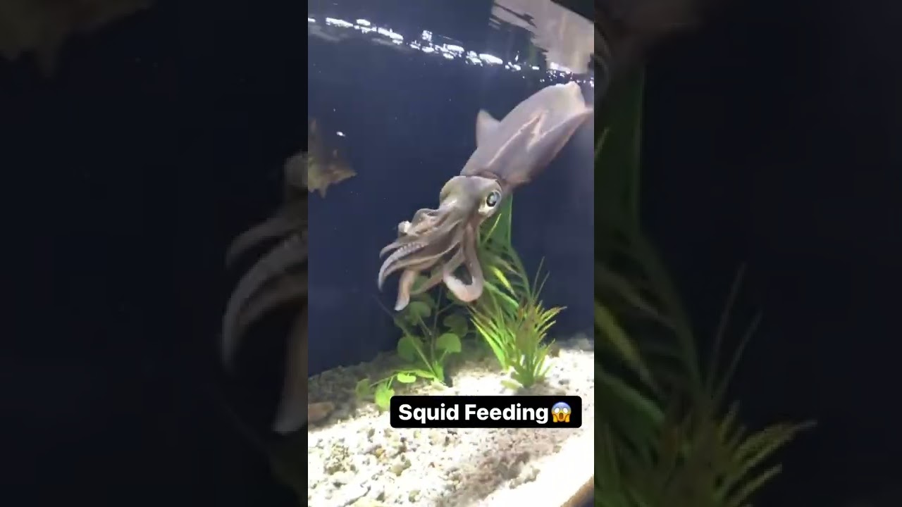squid in the aquarium | Lula no aqu&aacute;rio