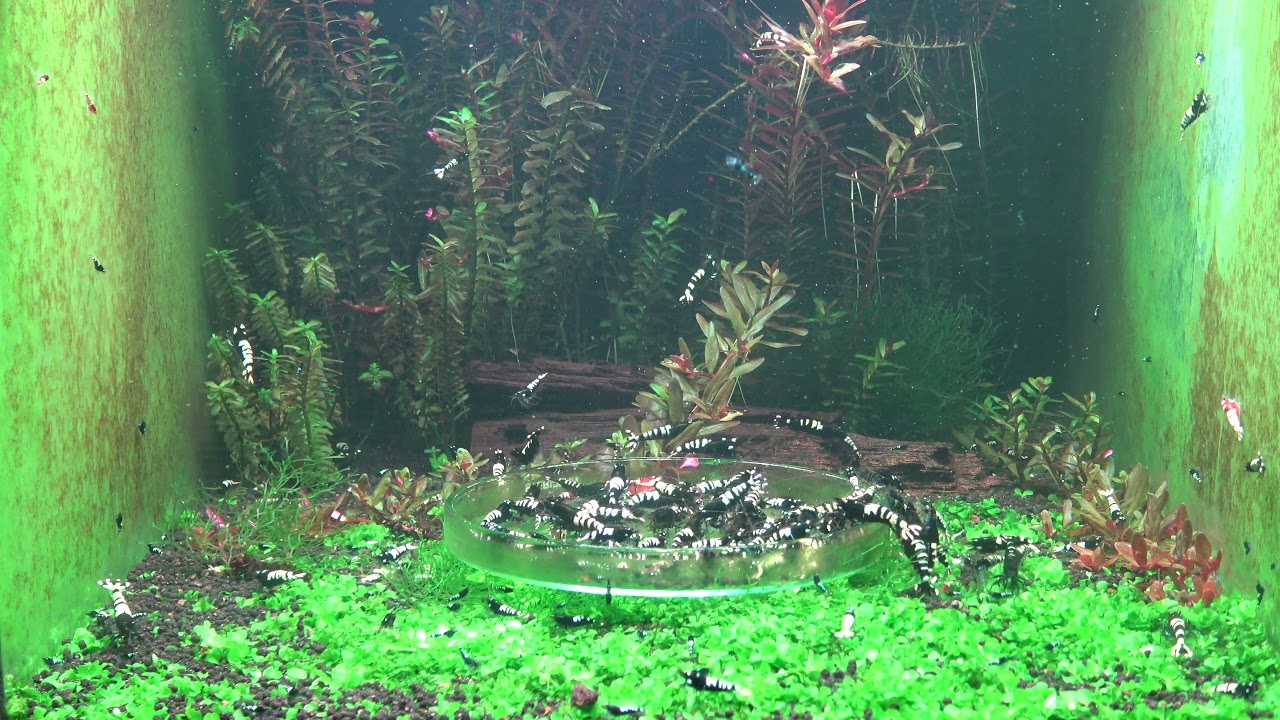 Caridina Zebra Pinto - Shrimps.dk
