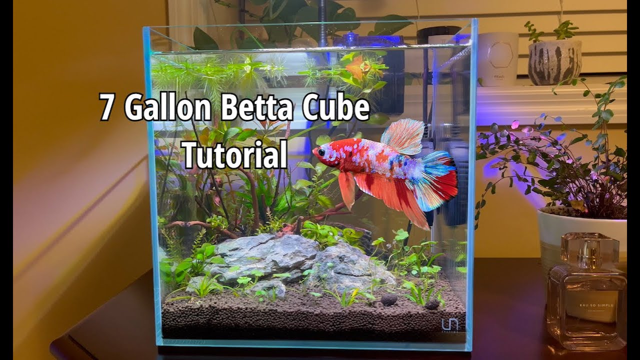 7 Gallon Betta Cube Tutorial