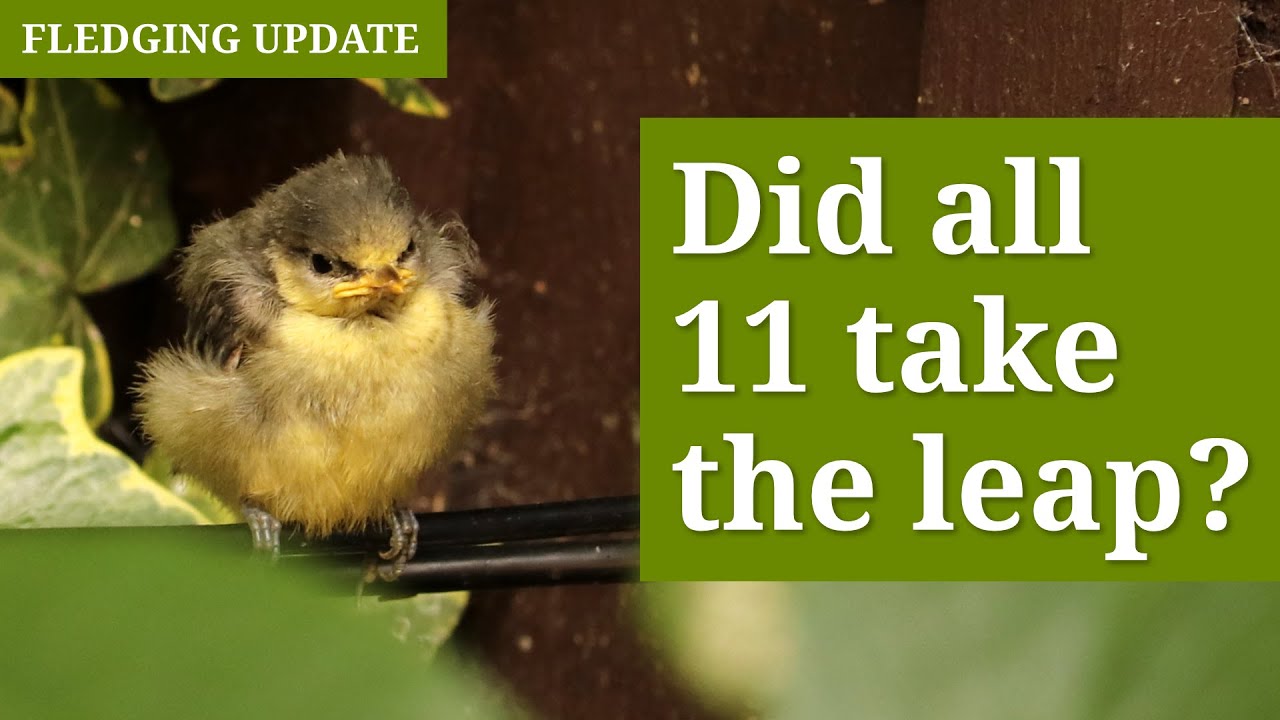 Watch Blue Tit Chicks Fledge! Did All 11 Leave the Nest?