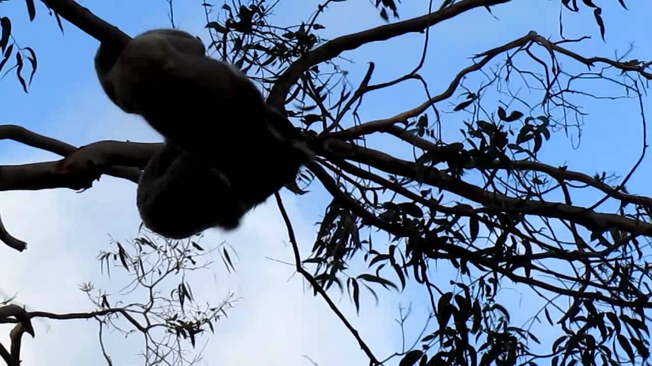 WILD Koala Fight