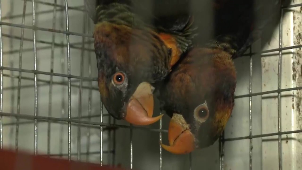 Rescatan 300 aves ex&oacute;ticas en una zona rural de La Plata
