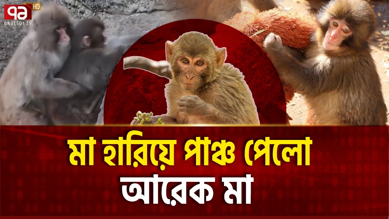 সেই বানর শিশু পাঞ্চ এখন সুখেই আছে | Monkey | Ekattor TV