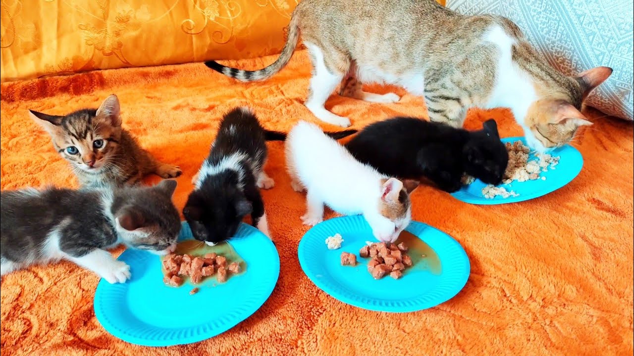 Hungry tiny kittens eating for the first time , the mother cat teach them how to eat