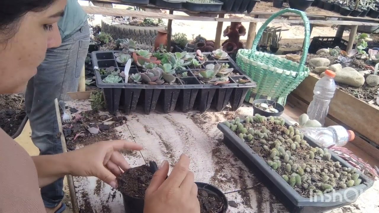 replantando mudas de rabo de macaco por sementes e mudas de suculentas pra venda