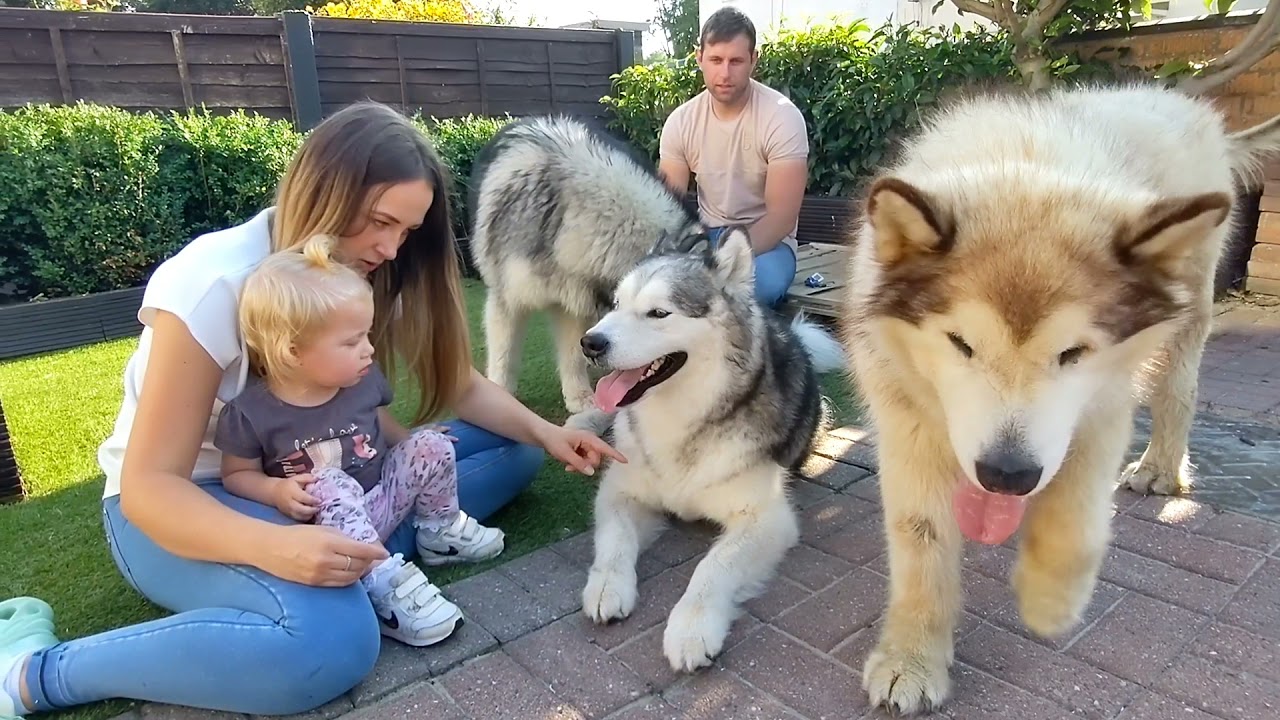 Major and Mia! Rescue Dog And A Baby!