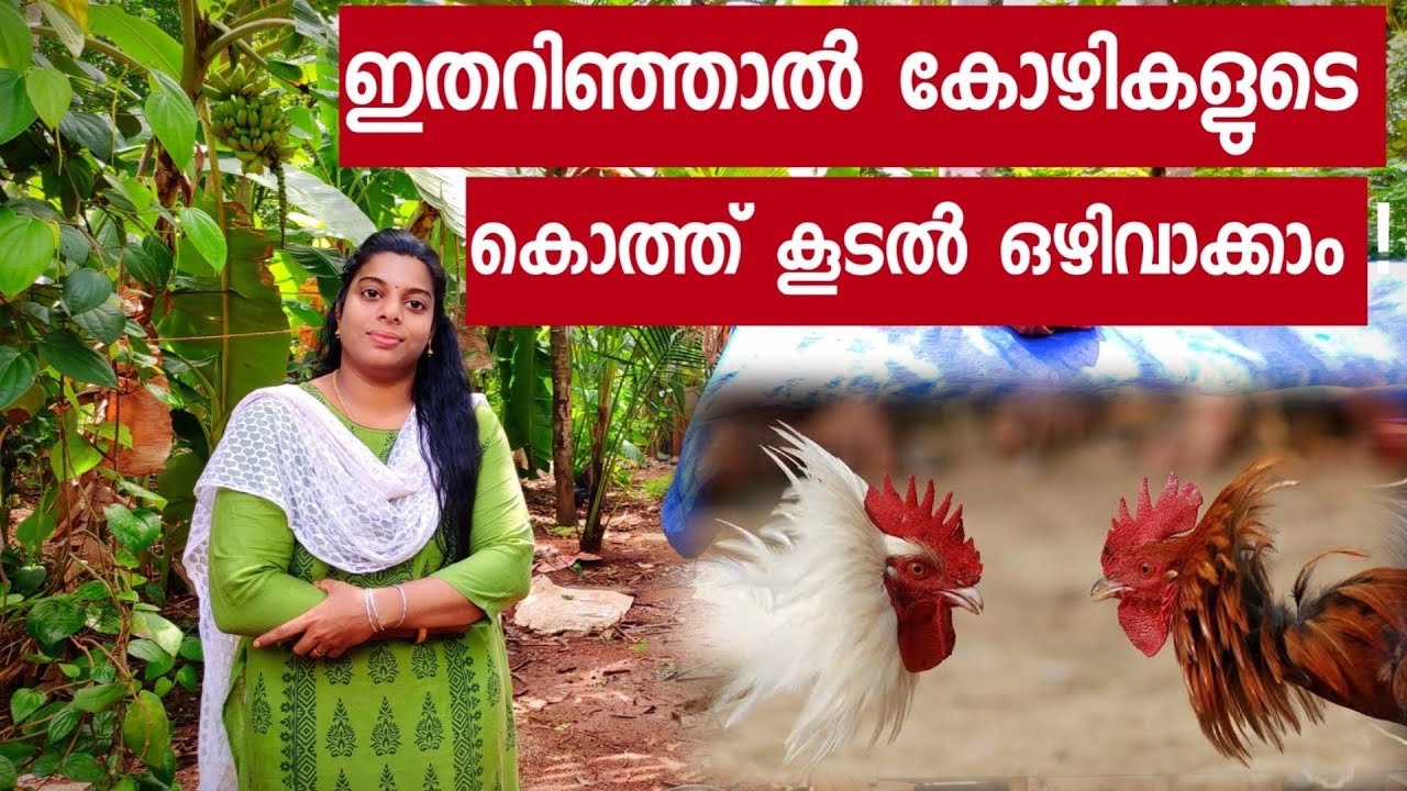 ഇതറിഞ്ഞാൽ കോഴികളുടെ കൊത്ത് കൂടൽ ഒഴിവാക്കാം ! || Knowing this, you can avoid chicken Fighting ||