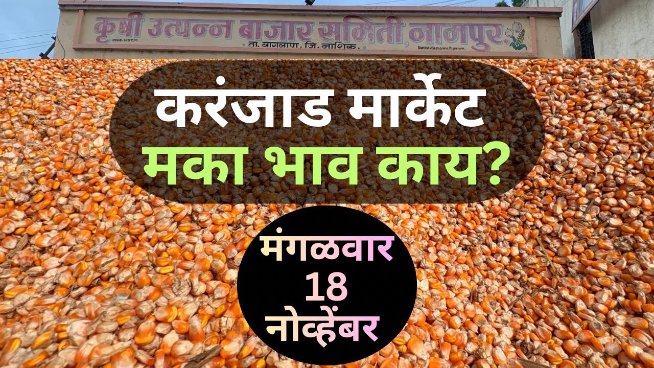 Karnjad Maize Market Price Today 18 November Maize Rate | Business & Export Insights