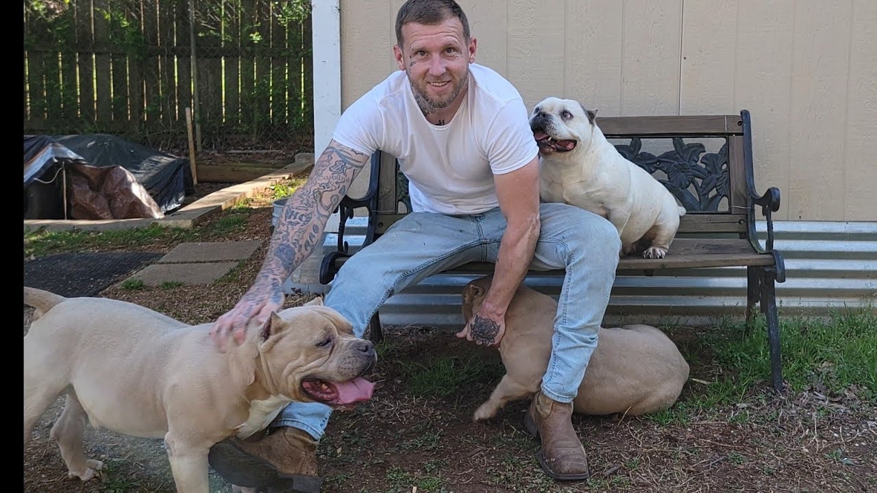 American Bully: Kennel start up 3 tips