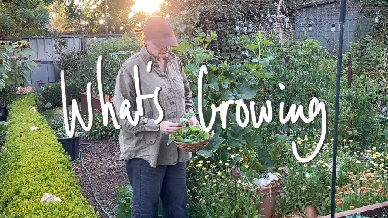 WHAT'S GROWING | What I'm GROWING & SOWING in my SMALL BACKYARD VEGETABLE GARDEN VICTORIA AUSTRALIA