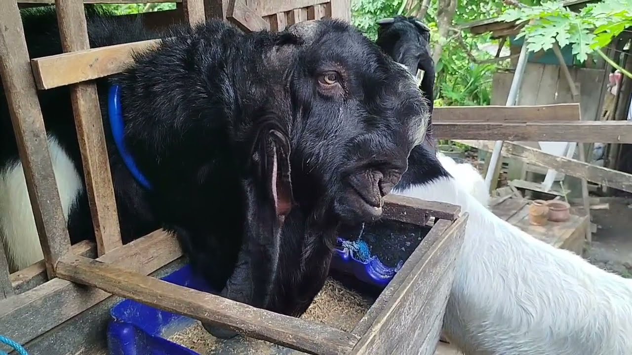 SPECIAL LIPUTAN DIKANDANG SENDIRI!! REVIEW HARGA BAKALAN JANTAN KAMBING ETAWA HARGA TERJANGKAU 