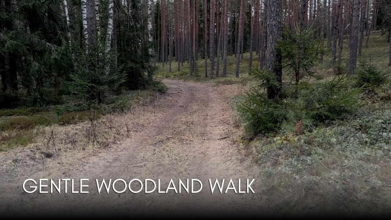 A Gentle Woodland Path Walk to Settle the Mind