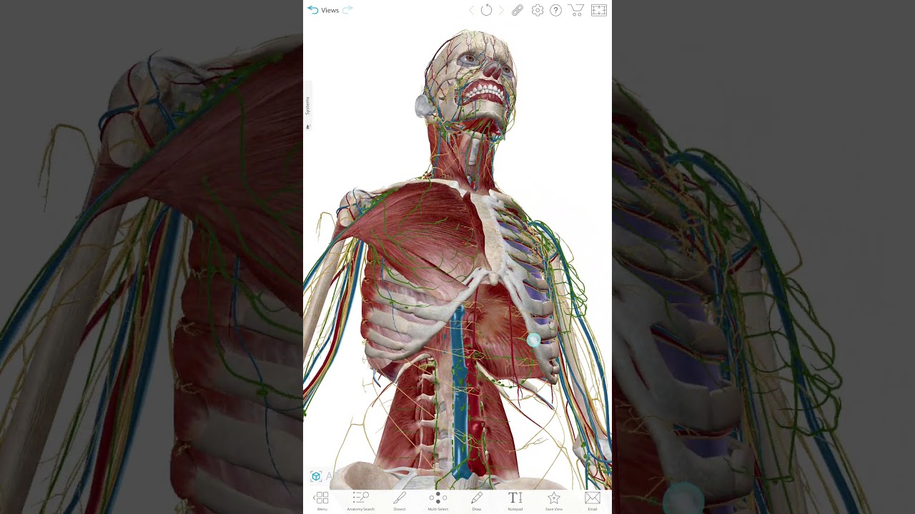 Dr Hilmi Keskin " Diyafragma anatomisi ve hiatuslar "