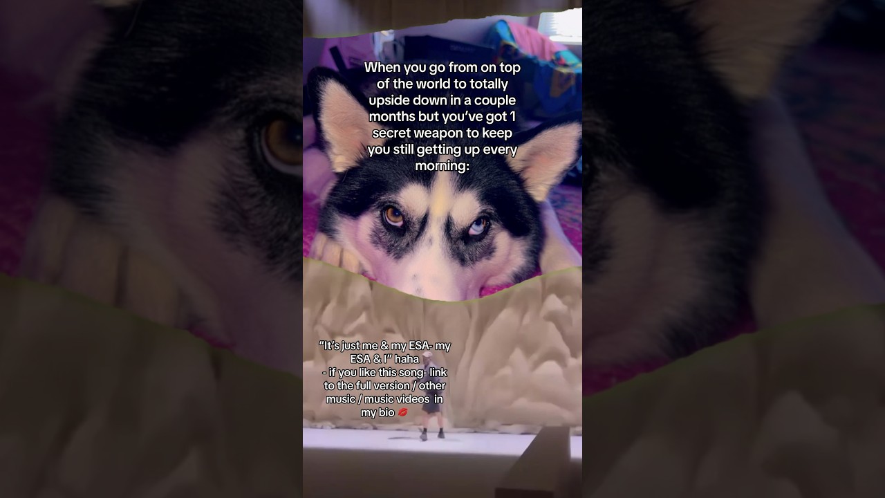 #emotionalsupportanimal #mentalhealthmusic #huskyeyes #industrialrock #femaleband #heterochromia