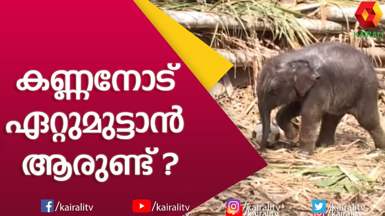 ഈ കറുമ്പൻ അല്പം കുറുമ്പൻ ആണേ | E for Elephant | Sundhariyum Kannanum Part 3 | Kairali TV