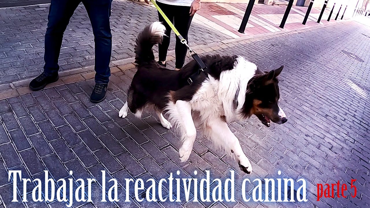 Reactividad canina en la práctica - Contracondicionamiento - parte 5