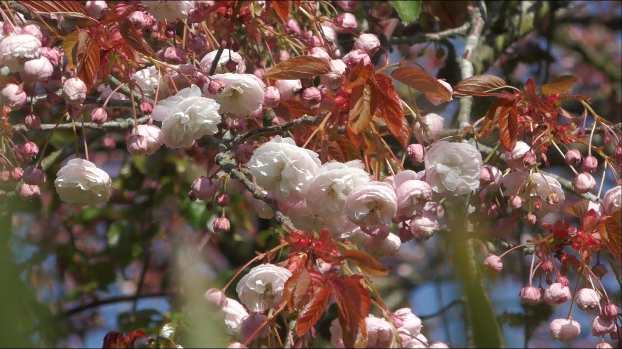 Morning Prayer – Saturday, 24th April 2021