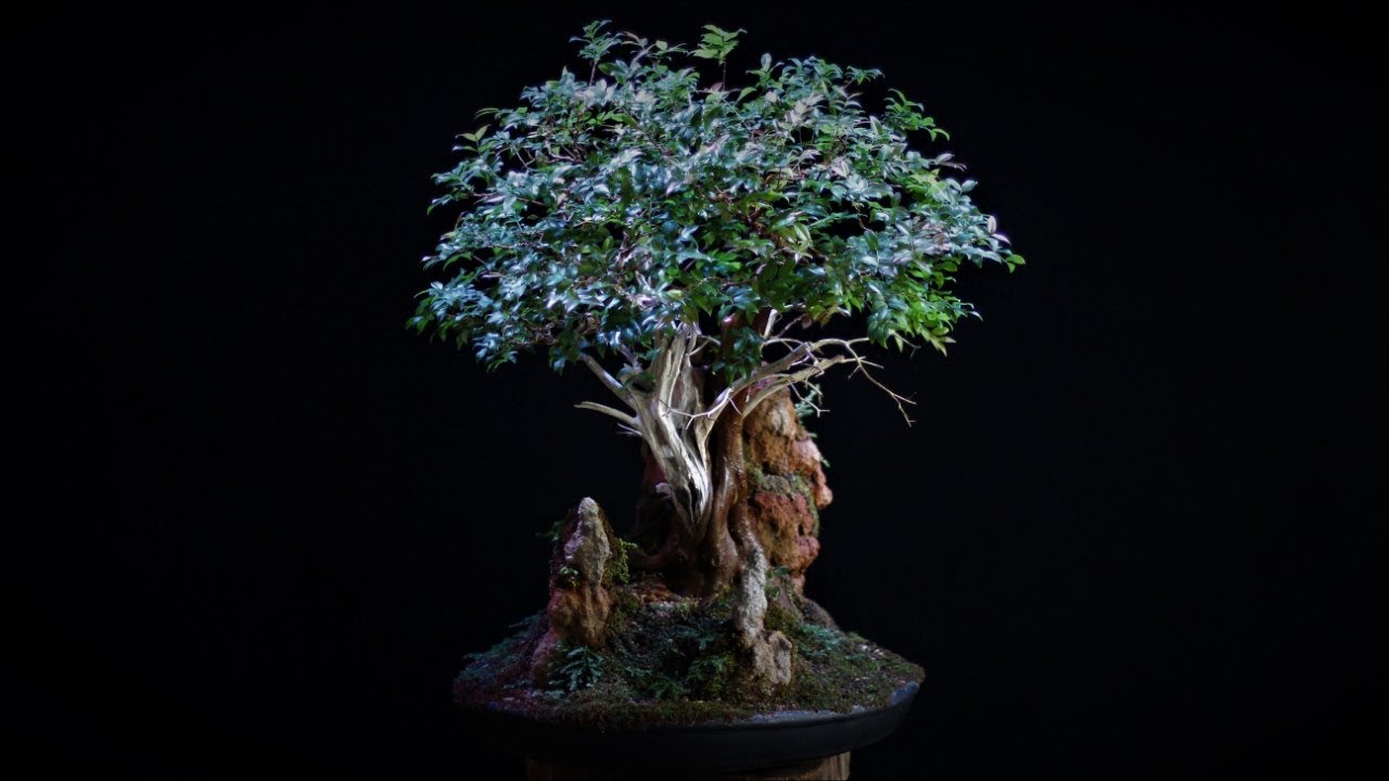 Samantha - penjing (Jabuticabeira - Plinia cauliflora) vídeo 7