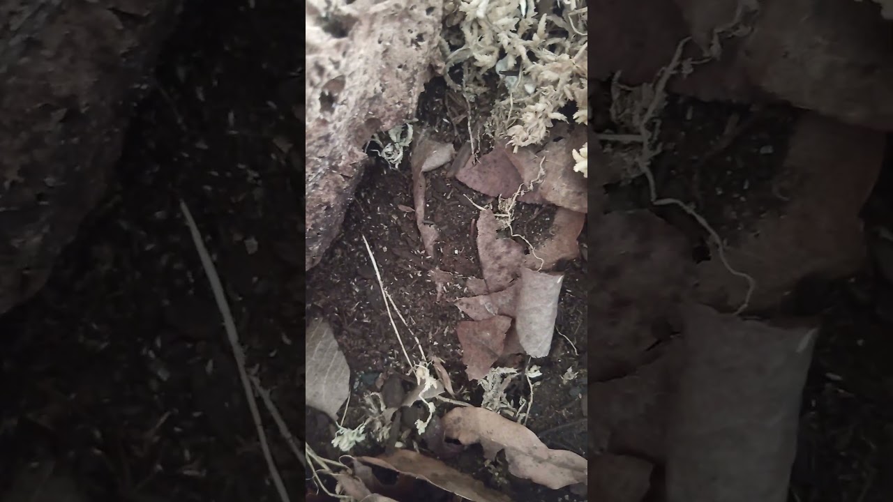 Springtail takeover and zebra isopod molt