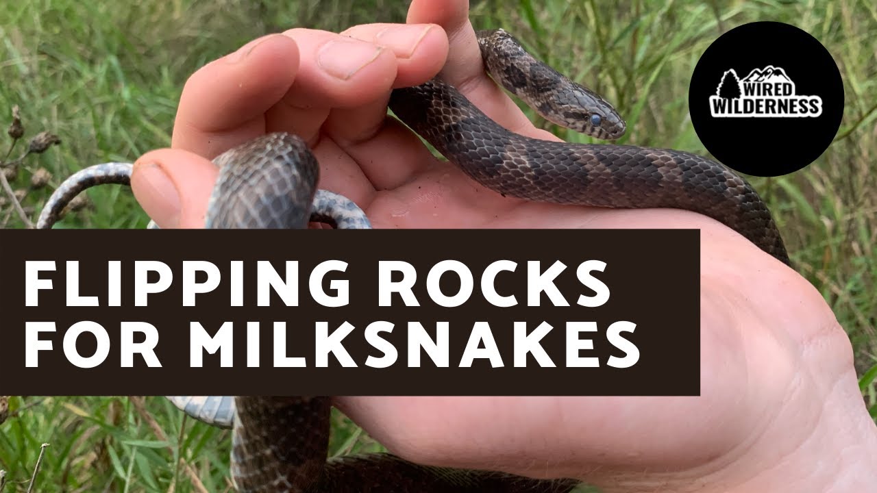 Flipping Rocks for Milksnakes | Herpetology | Wired Wilderness Vlog