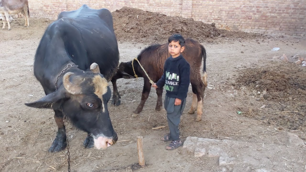 Get up milk buffalo | buffalo evening time milk routine. | Village vlog |