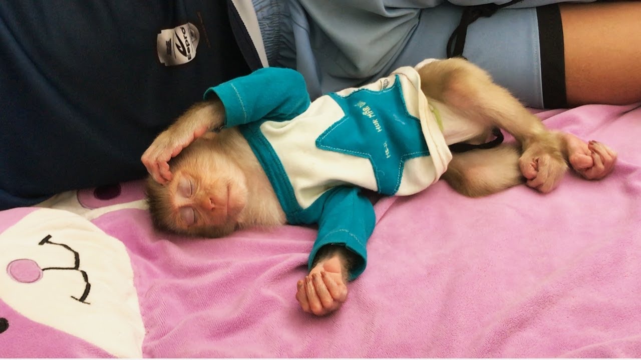 Amazing So Sweet Little Cute Monkey Abbey Falls Asleep With Dad When Mum Sing Sleep Song