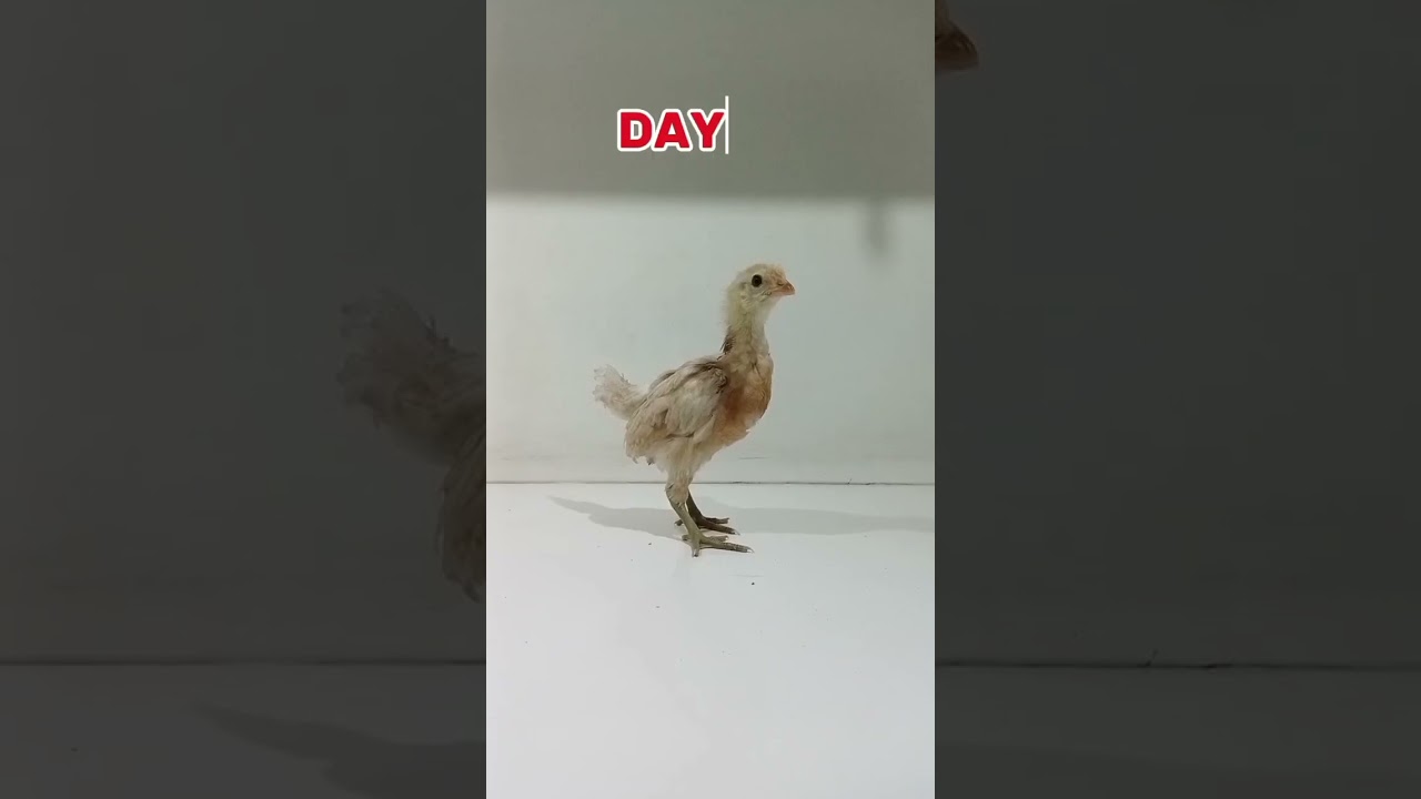 Chick growth from day 1 to 65 #youtube #short ||viral #shorts #chick #chicks