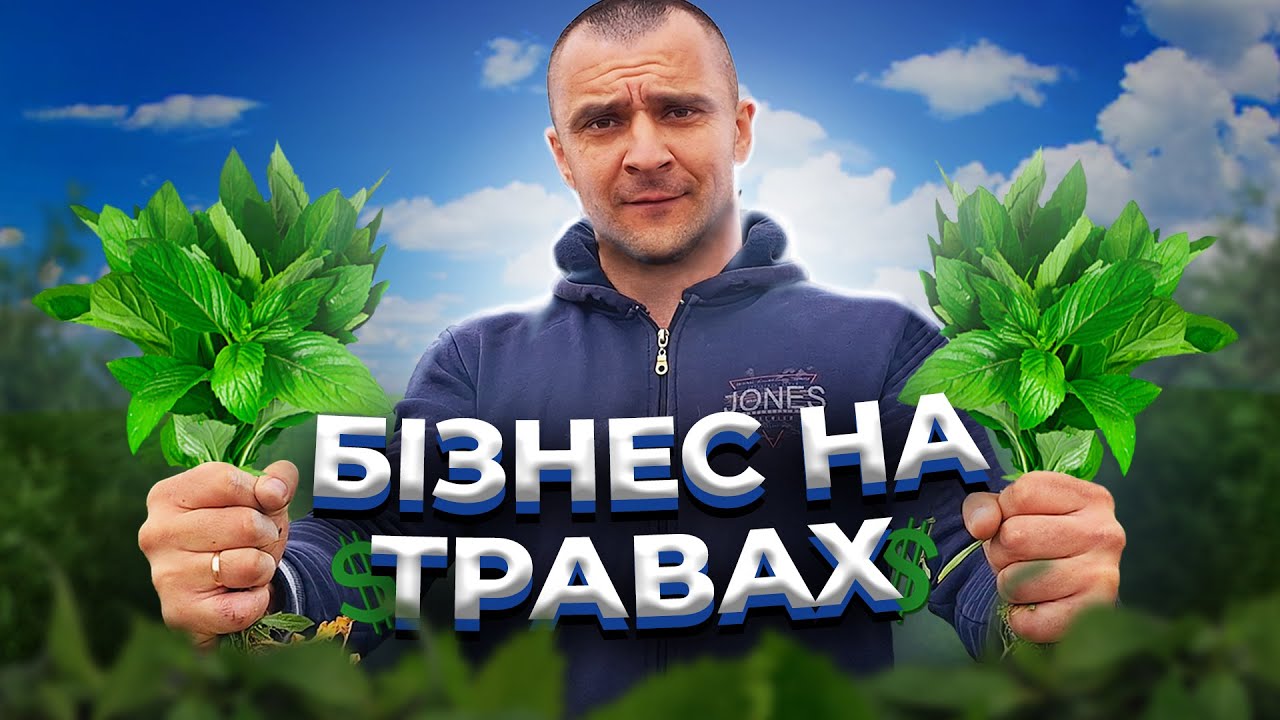 ЯК ВИРОЩУЮТЬ ЛІКАРСЬКІ ТРАВИ? БІЗНЕС НА МʼЯТІ ТА ЧЕБРЕЦІ