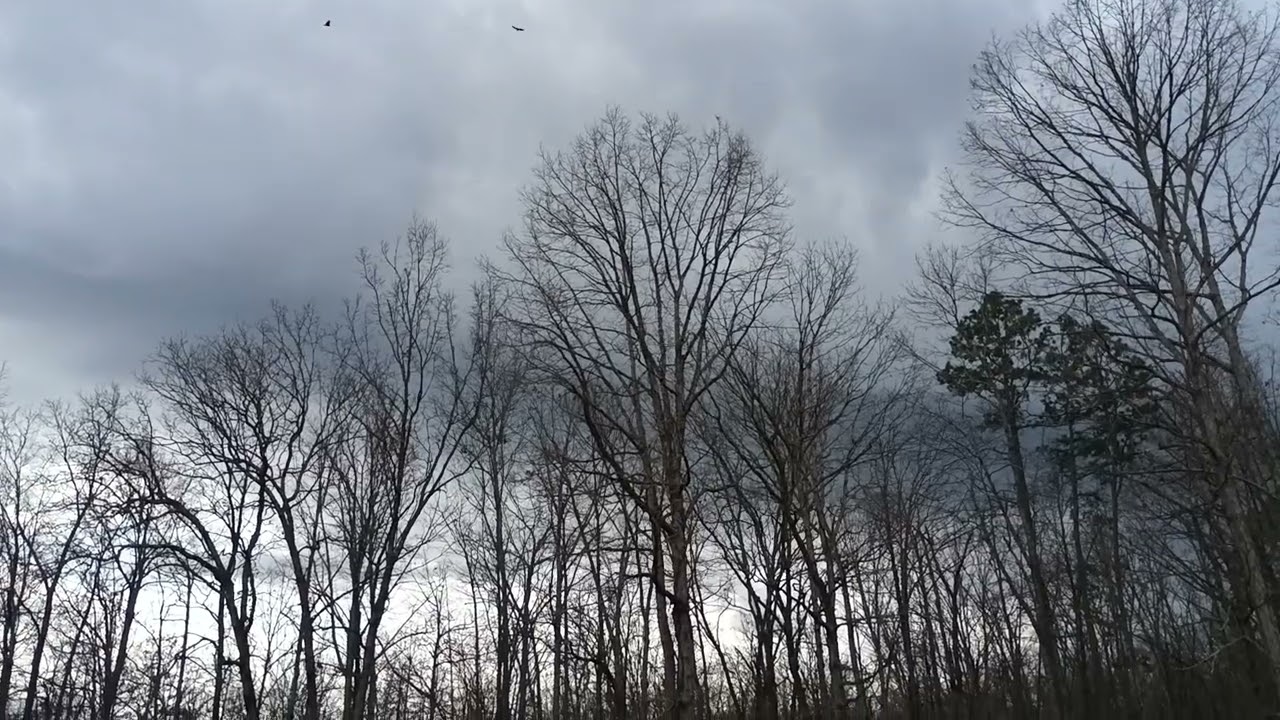 Just me & my puppy.  Birds are singing.  Looking up & very blessed.