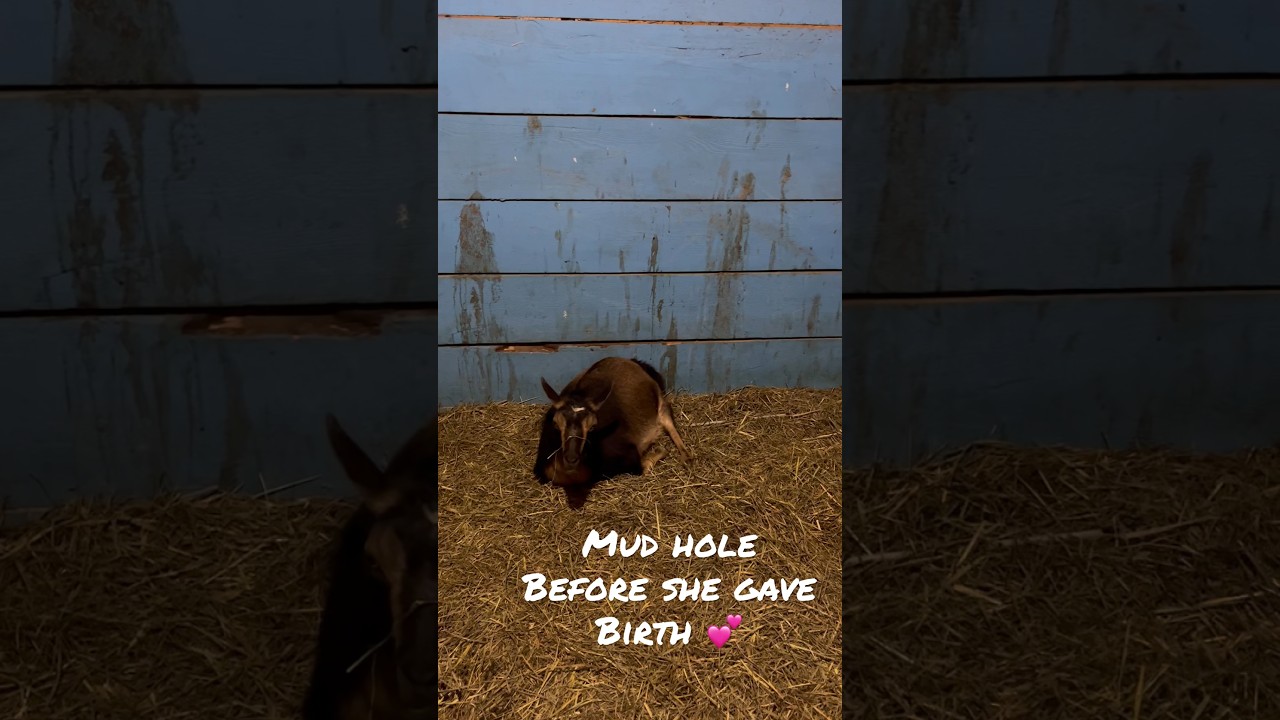 Mud hole 💗 