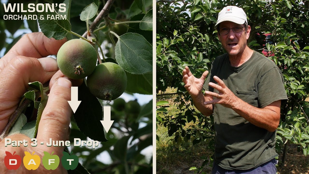 Life of an Apple Part 3 - JUNE DROP! | DAFT