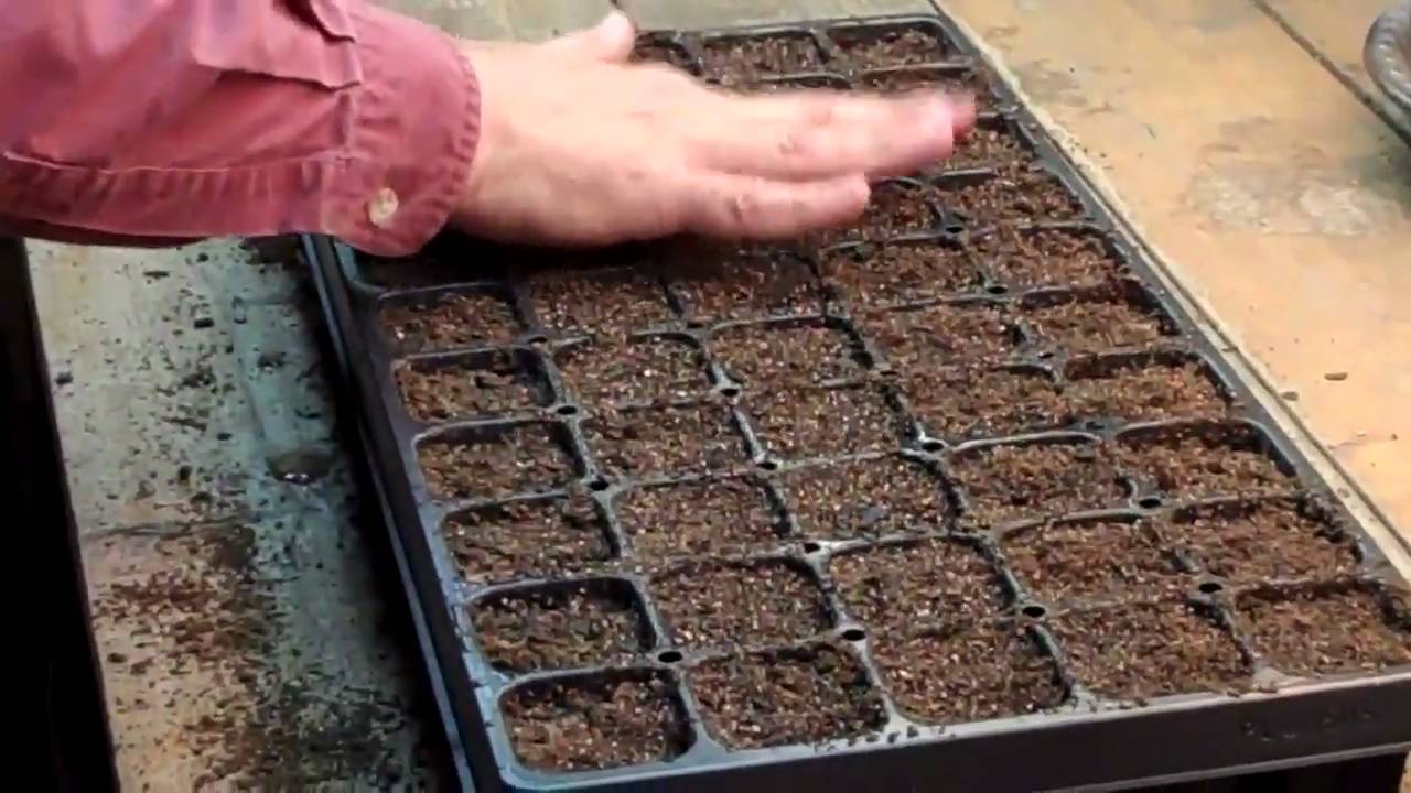 nctomatoman's dense seed planting technique