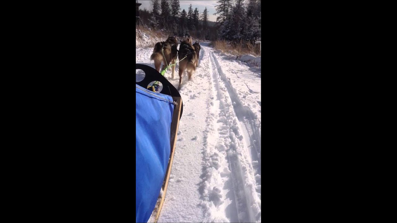 Schlittenhundetour Reinhardswald Kasseler Schneise