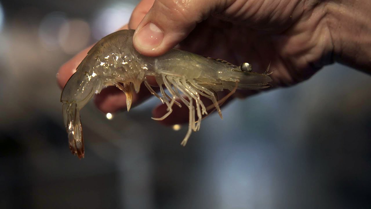 Shrimp Farming | What If... | NET Nebraska
