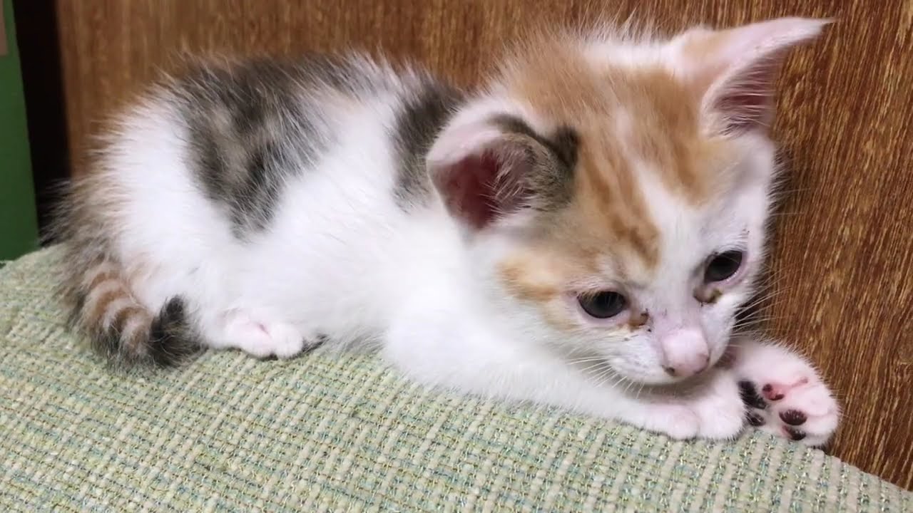 2代目バブち成長記