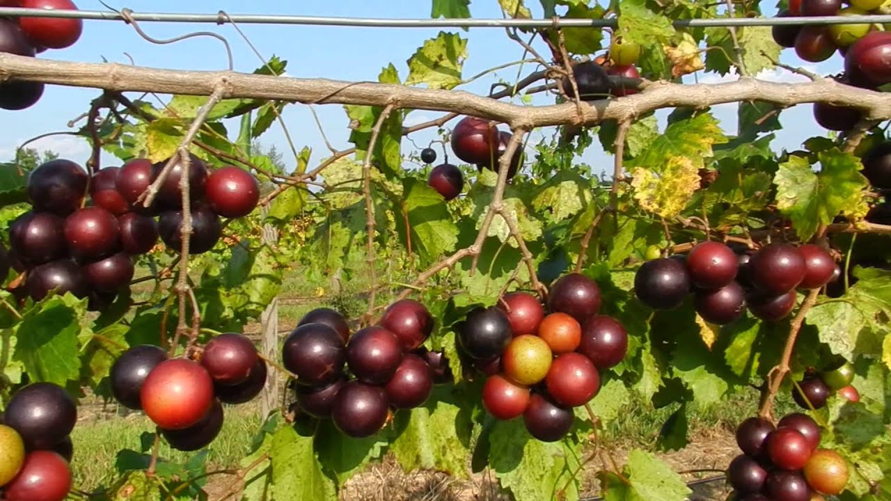 Ison's Nursery The SUPREME Muscadine On The Vine