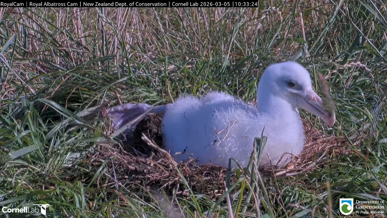 26.03.05 Royal Albatross Cam - 小信忙著理巢 The Plateau Chick Busy Tidying the Nest